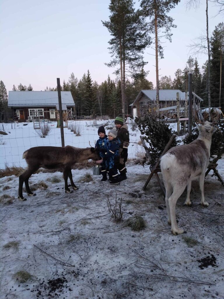 Visit Reindeer Farm