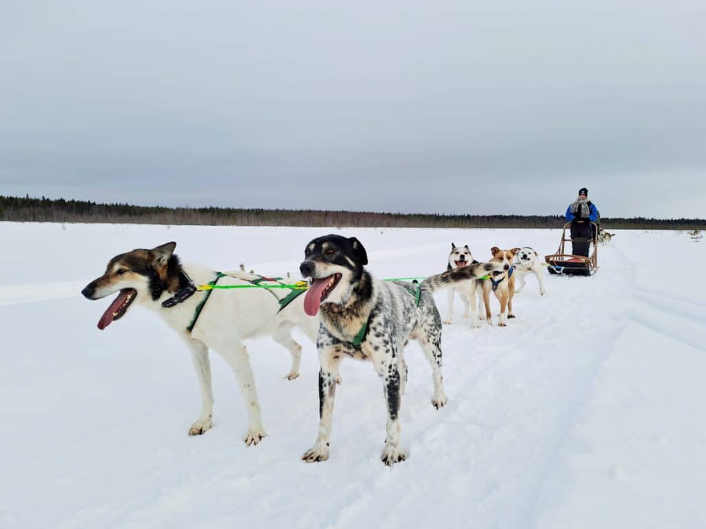 Arctic Husky Adventure